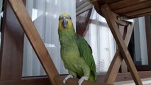 Funny Animals - Amazon Parrot loves music  #amazonparrot #funnyanimals #bestvines