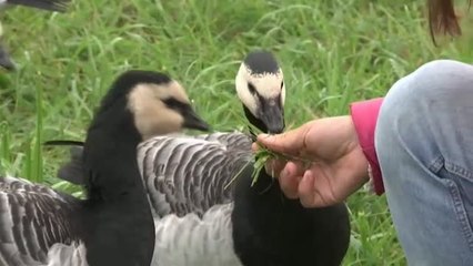 En ultraligero a centímetros de las bandadas de gansos