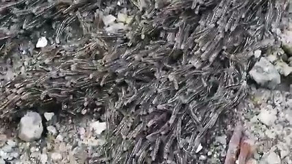 آلاف من يرقات البعوض تهاجر كأنها كائن واحد والسبب في ذلك غريب