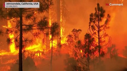 Lucha sin cuartel contra el fuego para salvar las emblemáticas secuoyas de California