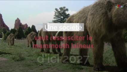 Ressuciter le mammouth laineux?