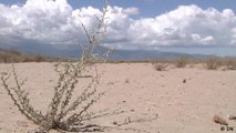 Spanish plantations facing drought