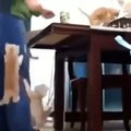 A collection of videos of funny cat events