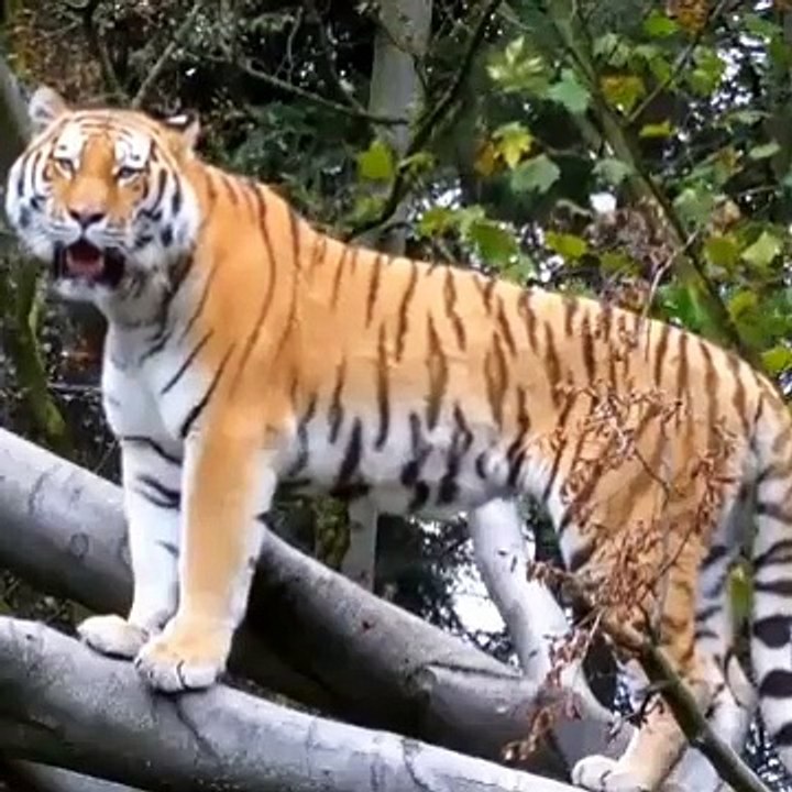 Grizzly Bear Versus Siberian Tiger, who wins?