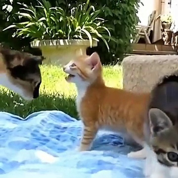 FUNNY ANIMAL  FUNNY ANIMALS COMPILATION TRY NOT TO LAUGH  FUNNY CATS