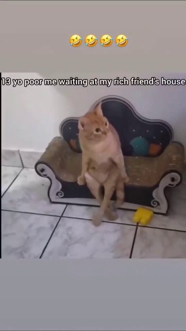 Cat funny moments