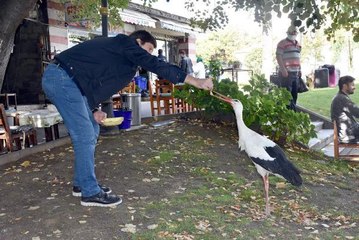 SÜRÜDEN AYRILAN LEYLEK, ÇARŞI ESNAFININ MASKOTU OLDU