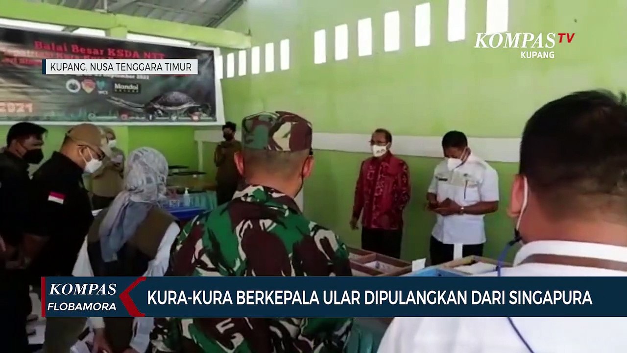 Kura-Kura Rote Berkepala Ular Dipulangkan Dari Singapura