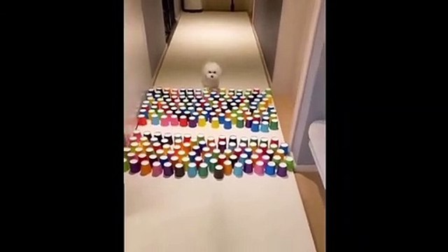 FUNNY DOGS TOP SHORTS CUTEST SUPER PETS _TRY NOT TO LAUGH ADORABLE MOMENTS FUNNIEST COMPILATION