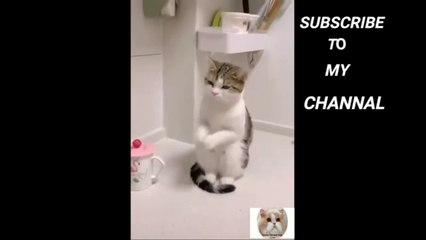 Funny cat and dog home_Funny Cats and Dogs Videos Compilation 2021_cat_funny video_comedy video_