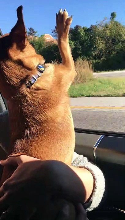 Pup's First Ride With Windows Rolled Down