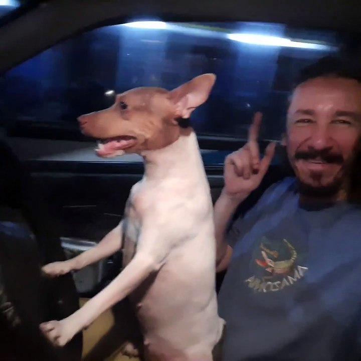 Doggo Drives the Car