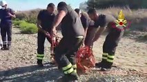Puglia: salvataggio di una tartaruga Caretta caretta dalla vasca del Petrolchimico di Brindisi - VIDEO