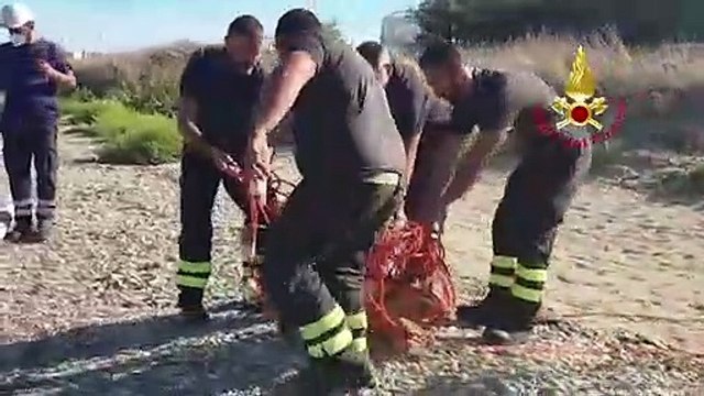 Puglia: salvataggio di una tartaruga Caretta caretta dalla vasca del Petrolchimico di Brindisi - VIDEO