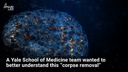 See The ‘Corpse Removal’ of Dead Cells in Brains for the First Time