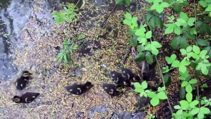 Il brutto anatroccolo - Hans Christian Andersen