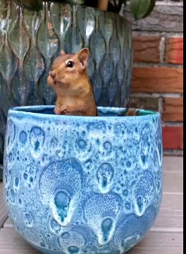 Chico the Chipmunk Plays Peek-a-Boo for Peanuts