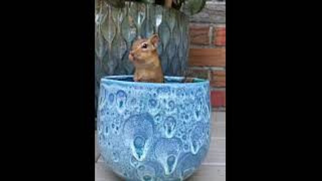 Chico the Chipmunk Plays Peek-a-Boo for Peanuts