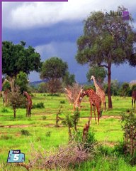 5 أماكن لا تفوت زيارتها في تنزانيا