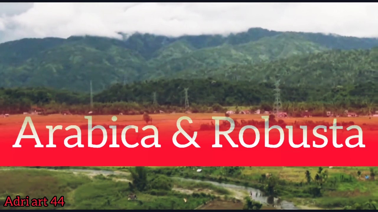 Proses Roasting Coffee Arabica & Robusta.