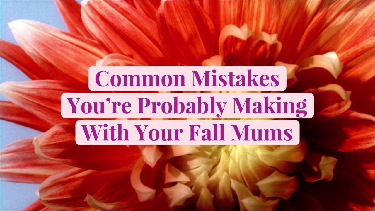 7 Common Mistakes You're Probably Making with Your Fall Mums