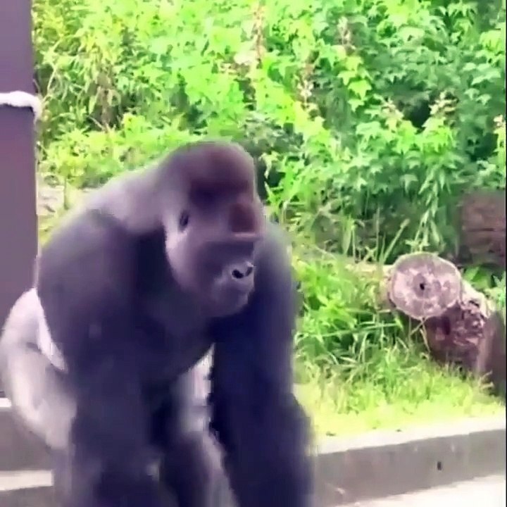 Funny  cute Gorilla 