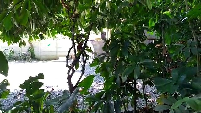 Vecinos denuncian contaminación sónica por megafiestas en local de Puerto Viejo