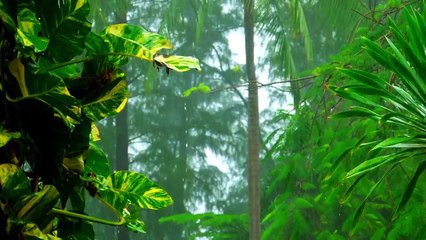 Relaxing Rain Sound #Rain #Relaxing #meditation #Sleep