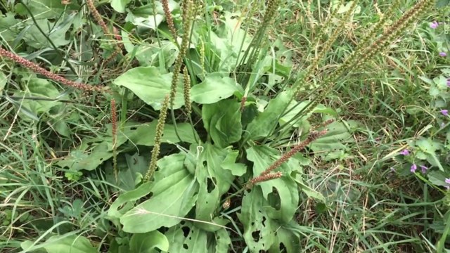Sinir Otu Damar Otu Faydaları Kullanımı Plantago
