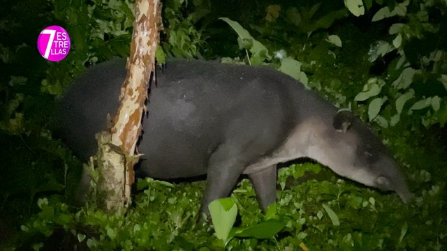 7est-Visite la zona de Río Celeste y Bijagua y disfrute del Festival de la Danta-230921