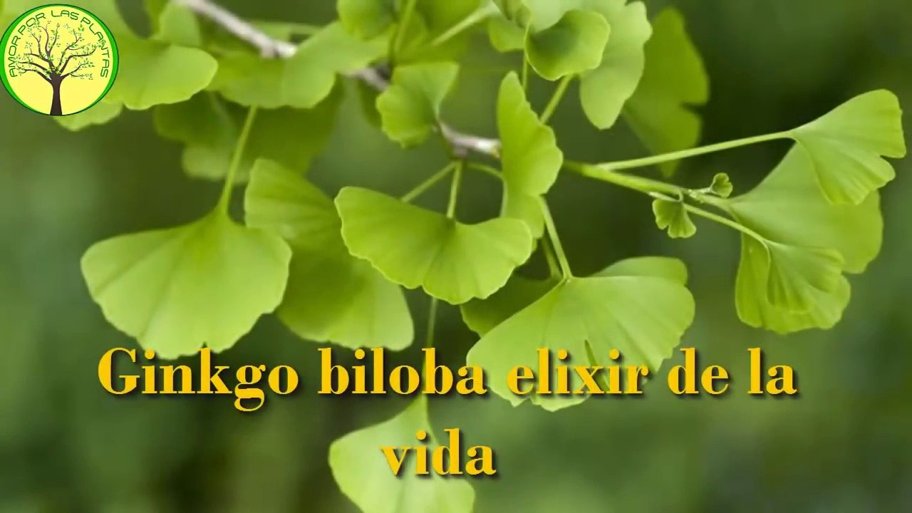 AGUDEZA mental EN VEJEZ Para que sirve el ginkgo biloba - Propiedades y beneficios _elixir de VIDA
