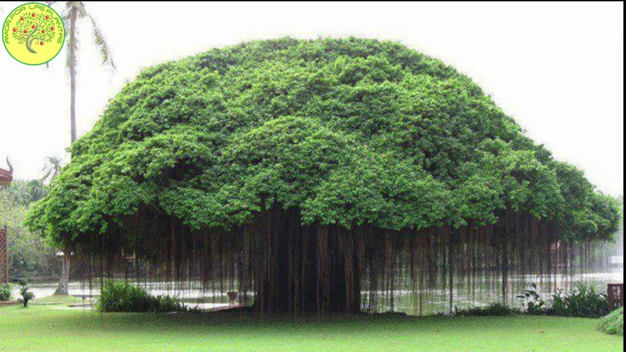 Guia de 7 ARBOLES FRONDOSOS __especificaciones de su comportamiento✔