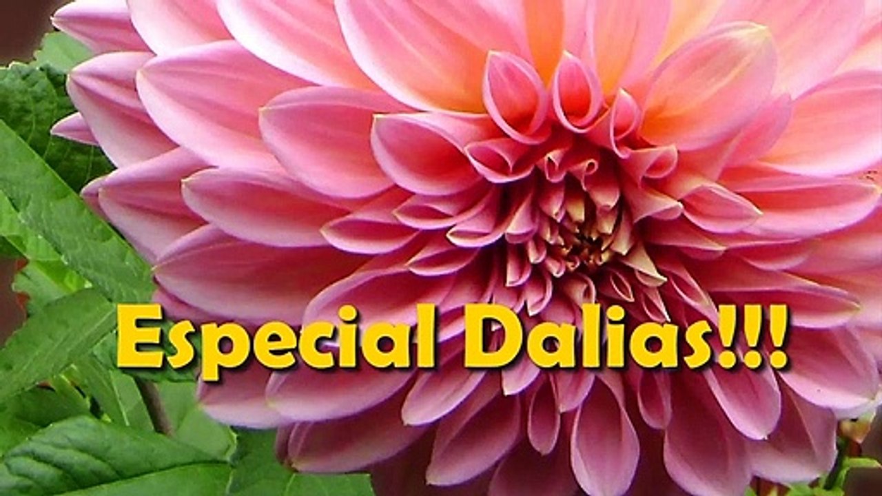 Cómo cultivar Dalias _Guía completa _con MEGA-RAIZ_ y son de espectacular belleza__