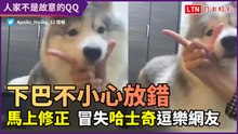 「哎呀！不小心放錯位置了！」冒失哈士奇即時修正 逗樂網友