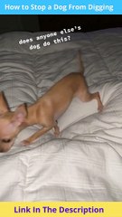 How to Stop a Dog From Digging