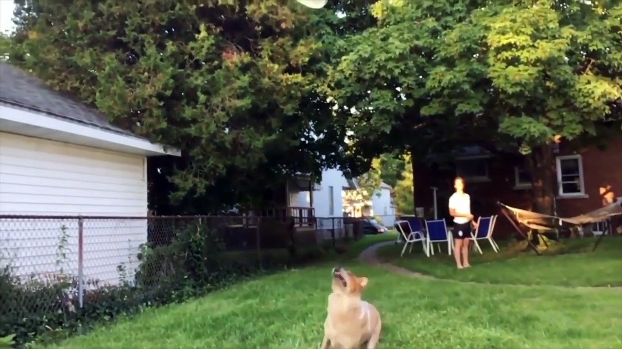 Funny Cats and Dogs