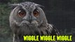 ''Wiggle Wiggle Wiggle' Curious owl keeps shaking its head in funny ways'