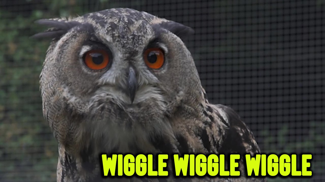 ''Wiggle Wiggle Wiggle' Curious owl keeps shaking its head in funny ways'