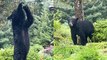 'Black bear breaks into dance while trying to snatch berries from tree'