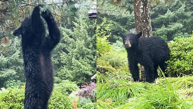 'Black bear breaks into dance while trying to snatch berries from tree'