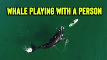 'Standup Paddleboarder encounters playful Southern Right Whale in Argentina'