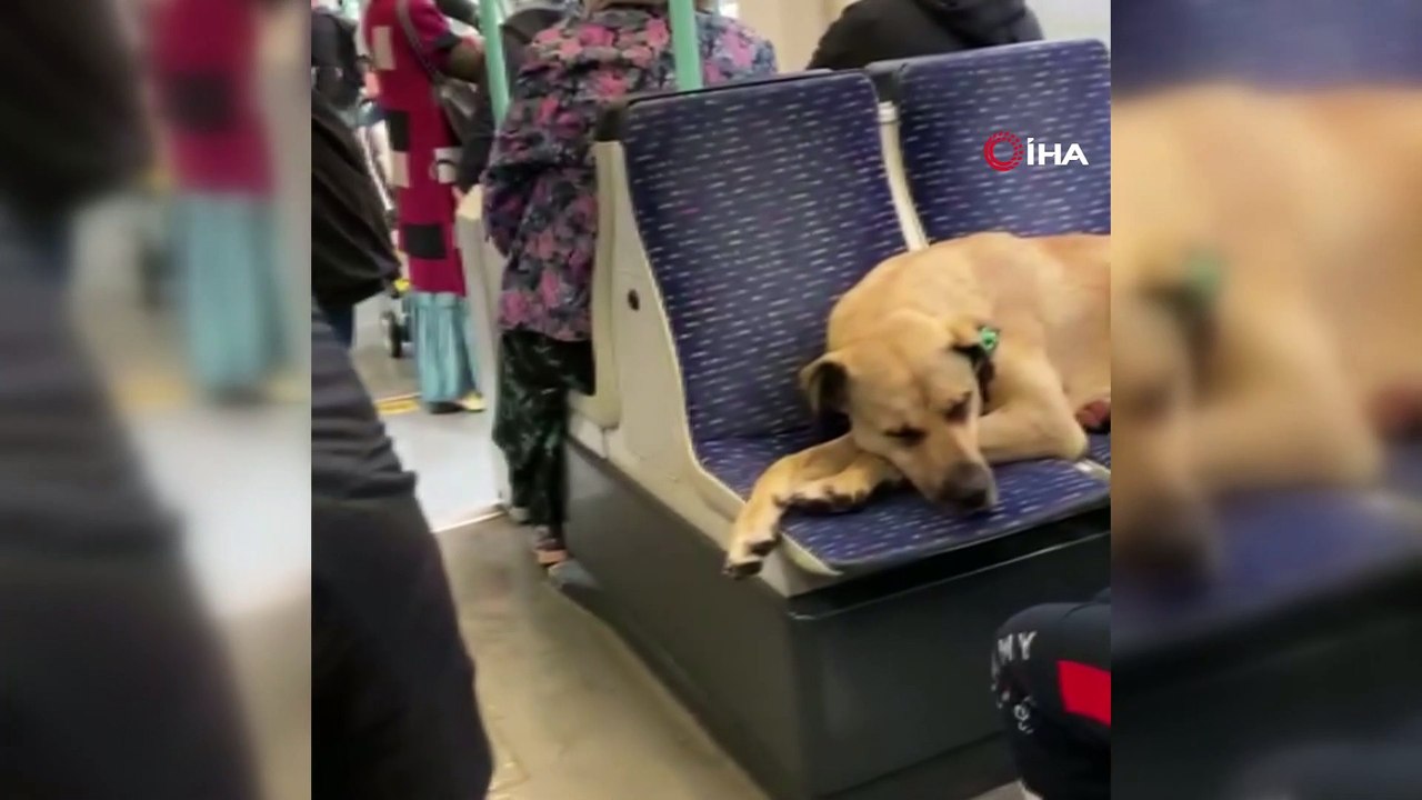 Tramvayın en tatlı yolcusu böyle uyudu...