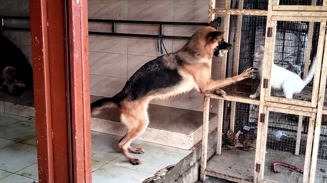 Cat Vs Dog | Dog Barking Sounds