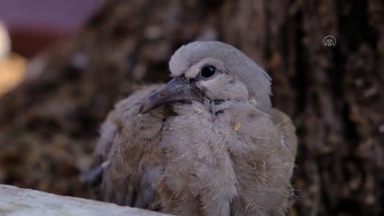 BALIKESİR - İtfaiye yuvadan düşen yavru kuşu annesiyle buluşturdu