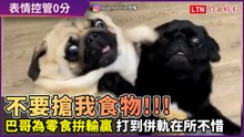 不要搶我食物！巴哥兄弟為搶零食拚輸贏 打到併軌在所不惜