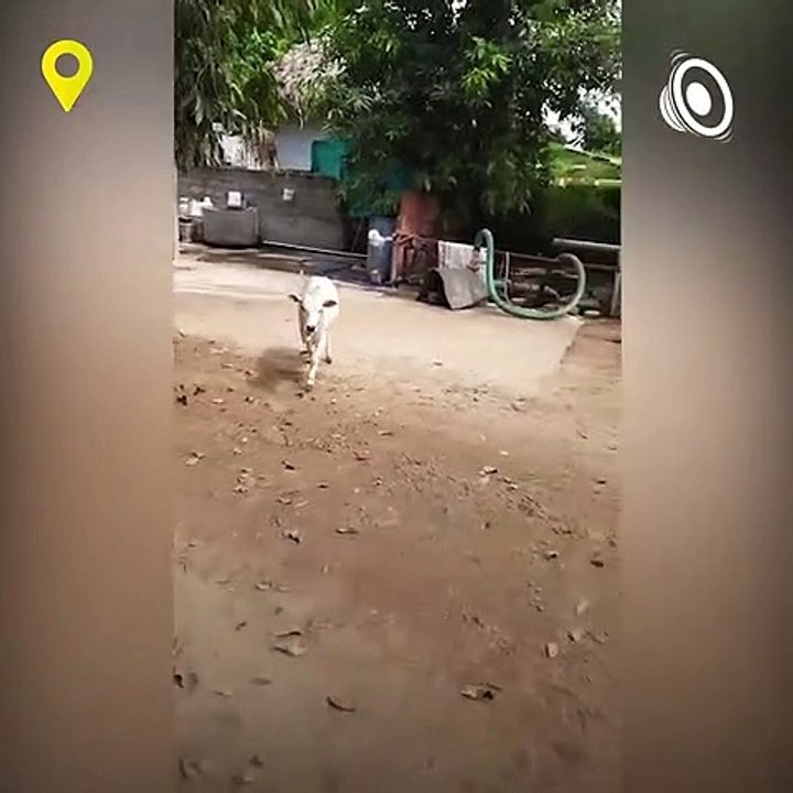 Cow Eats Idly with Love and Affection in Krishn...