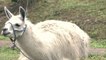 Le traitement expérimental contre la COVID dérivé des lamas s'avère prometteur