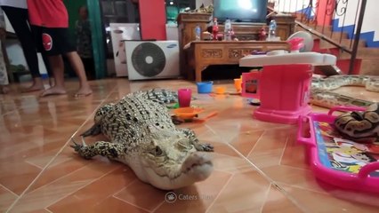 15_Unbelievable_Pets_Kids_Actually_Own(720p)