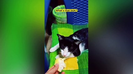 Funny_And_Cute_Cats_Reaction-_Pets_Videos_Compilation|_Aww_Pets(1080p)