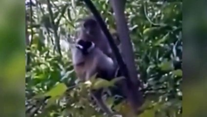 Macaco rapta cachorro